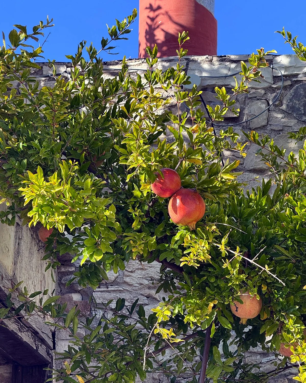 Lania village, Cyprus: we walked into every open door Ripe pomegranates on a tree beside a stone wall in Lania village, Cyprus