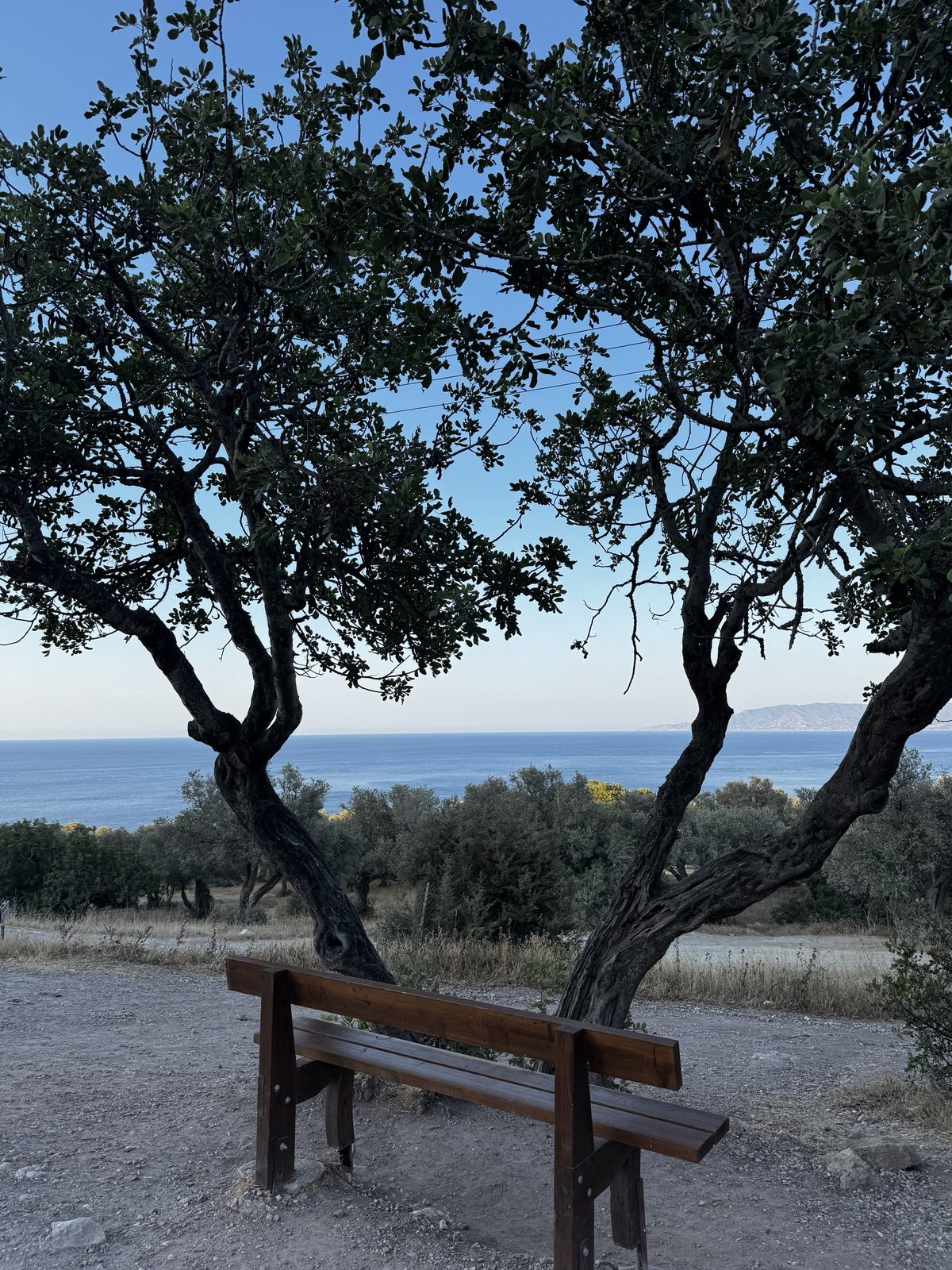 Wooden bench under trees looking at the sea at dusk