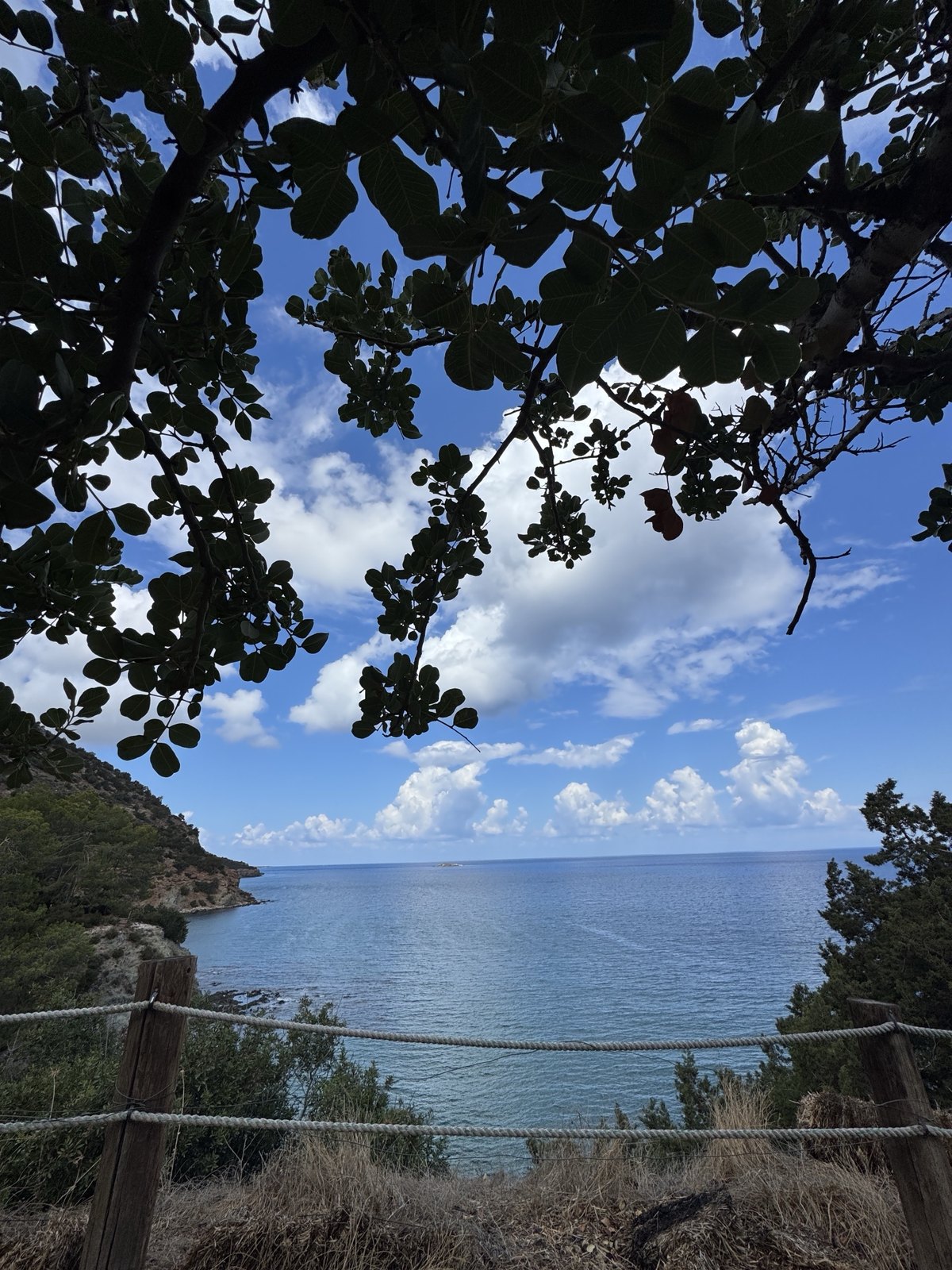Akamas coastline seen through tree branches