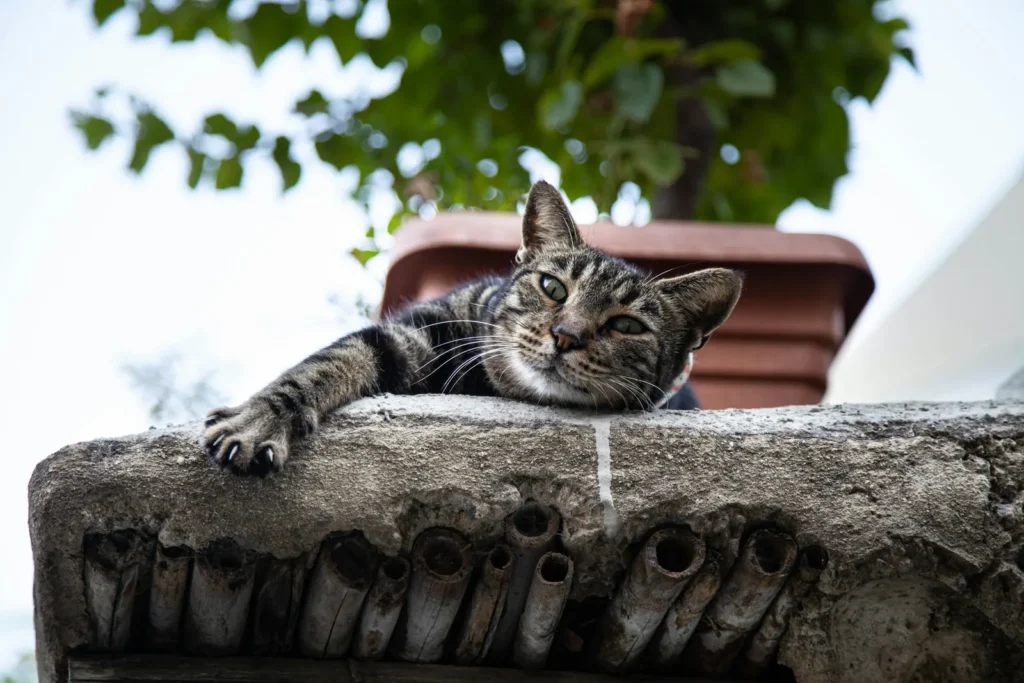 Troodos: Where to Base Yourself and How to Get Around A tabby cat resting on a stone wall in a Troodos mountain village