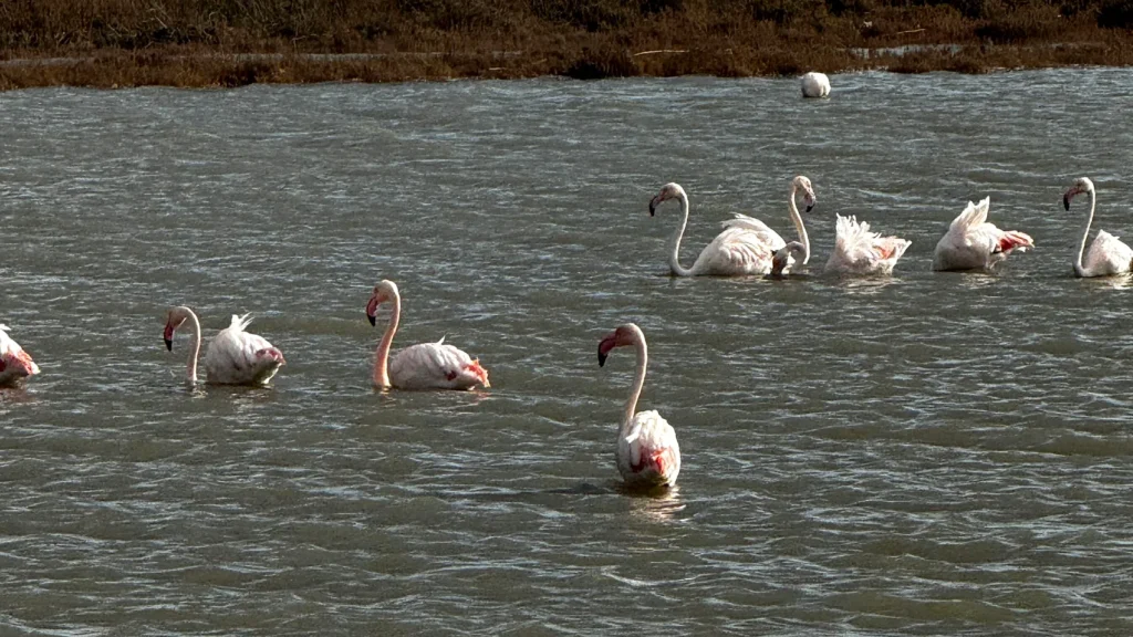 A Winter Flight over Lefkada’s Lagoon Flamingos in the water, some deep pink and some pale and almost white, with pink and black feathers showing on their backs.