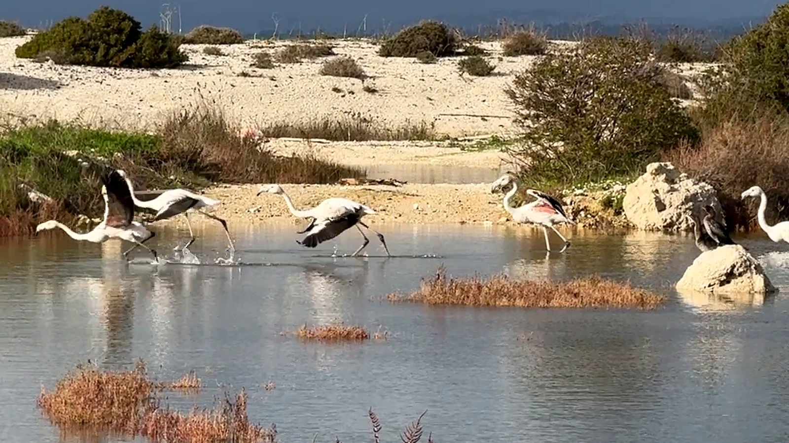 A Winter Flight over Lefkada’s Lagoon Flamingos running across the shallows with wings spread, about to take off.