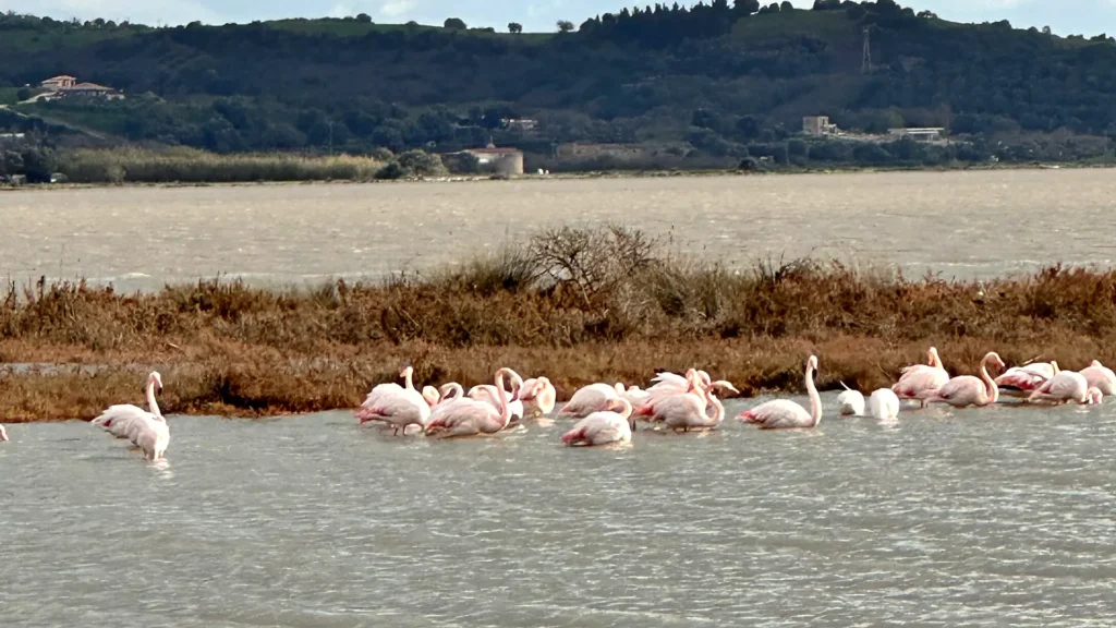 A Winter Flight over Lefkada’s Lagoon Flamingos in Lefkada: a flock of pink flamingos wading in a shallow lagoon, with hills across the water.