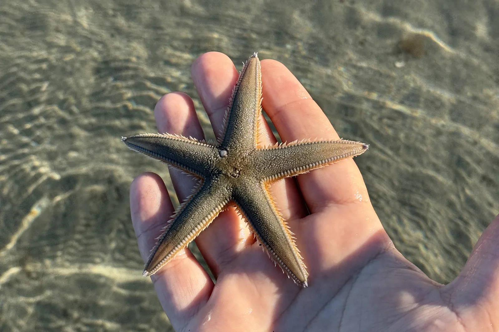 The Ambracian Prawns of Preveza: The One Dish Worth the Trip A starfish held in a hand above the clear shallows of the Ambracian Gulf